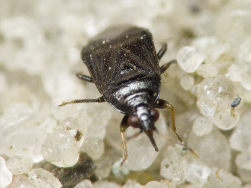 Orius niger (Wolff, 1811)